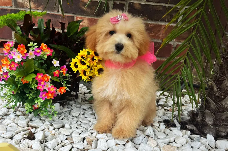Aurora – Maltipoo puppy for sale in Houston, TX