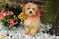 Aurora, a female Maltipoo for sale in Houston, TX – Photo 1 of 6