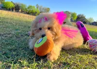 Aurora, a female Maltipoo for sale in Houston, TX – Photo 3 of 5