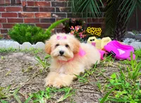Aurora, a female Maltipoo for sale in Houston, TX – Photo 5 of 6