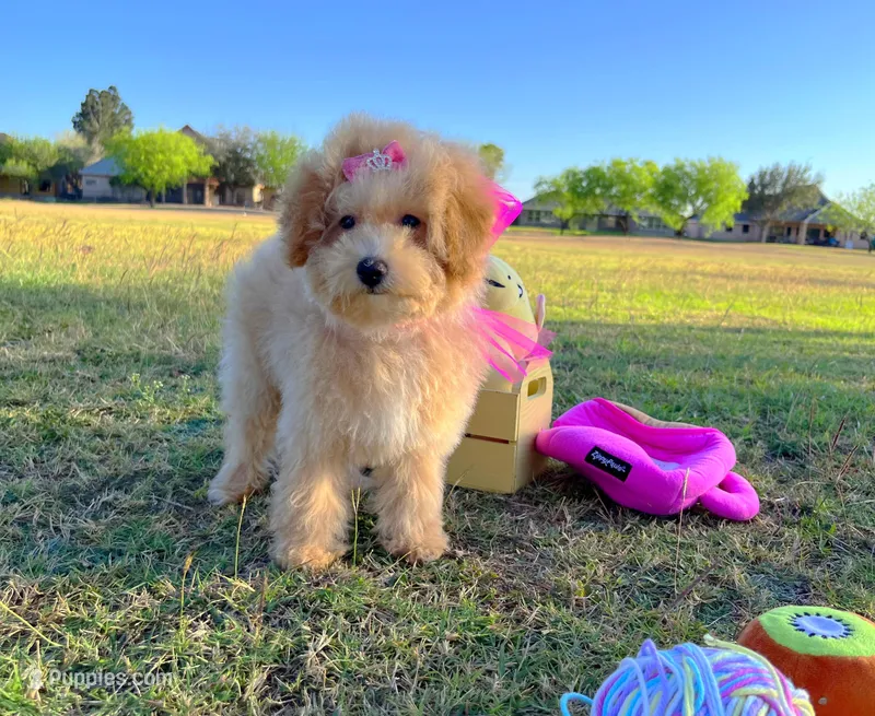 Aurora – Maltipoo puppy for sale in Houston, TX