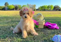 Aurora, a female Maltipoo for sale in Houston, TX – Photo 2 of 5