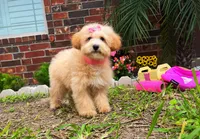 Aurora, a female Maltipoo for sale in Houston, TX – Photo 6 of 6
