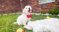 Luke, a male Maltipoo for sale in Houston, TX – 2 of 3