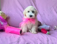 Coco Chanel, a female Maltipoo for sale in Houston, TX – 5 of 5