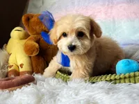 Peanut 🥜 , a male Maltipoo for sale in Houston, TX – 5 of 5