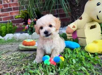 Peanut 🥜 , a male Maltipoo for sale in Houston, TX – 4 of 5