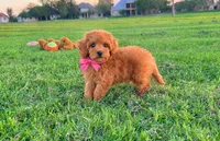 Ruby, a female Maltipoo for sale in Houston, TX – 3 of 3