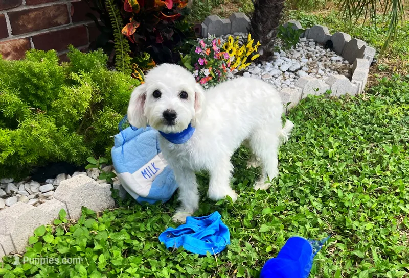 Bubbles  – Maltipoo puppy for sale in Houston, TX