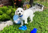 Bubbles , a male Maltipoo for sale in Houston, TX – 1 of 5