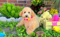 Aurora, a female Maltipoo for sale in Houston, TX – 4 of 5