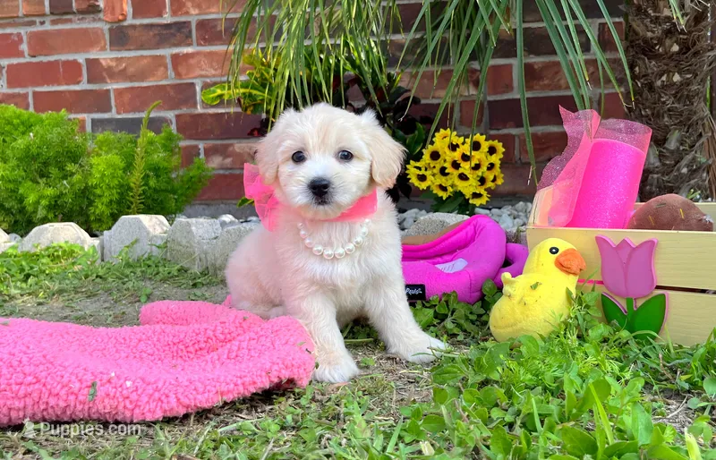 Coco Chanel – Maltipoo puppy for sale in Houston, TX