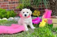 Coco Chanel, a female Maltipoo for sale in Houston, TX – 1 of 5