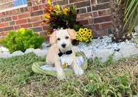 Peanut , a male Maltipoo for sale in Houston, TX – 2 of 6