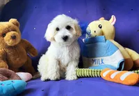 Bubbles 🫧 , a male Maltipoo for sale in Houston, TX – 3 of 6