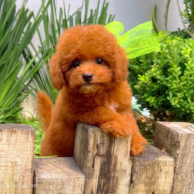 Tiny Red Poodle  – Poodle - Toy  puppy for sale in Houston, TX