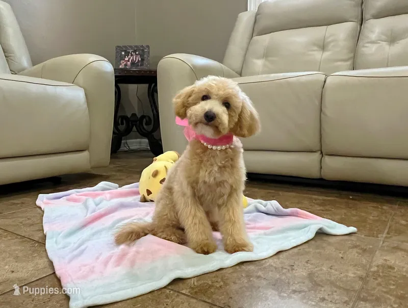 Aurora – Maltipoo puppy for sale in Houston, TX