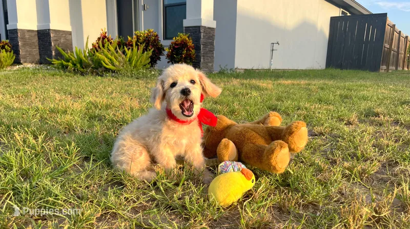 Peanut  – Maltipoo puppy for sale in Houston, TX