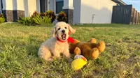 Peanut , a male Maltipoo for sale in Houston, TX – 4 of 7