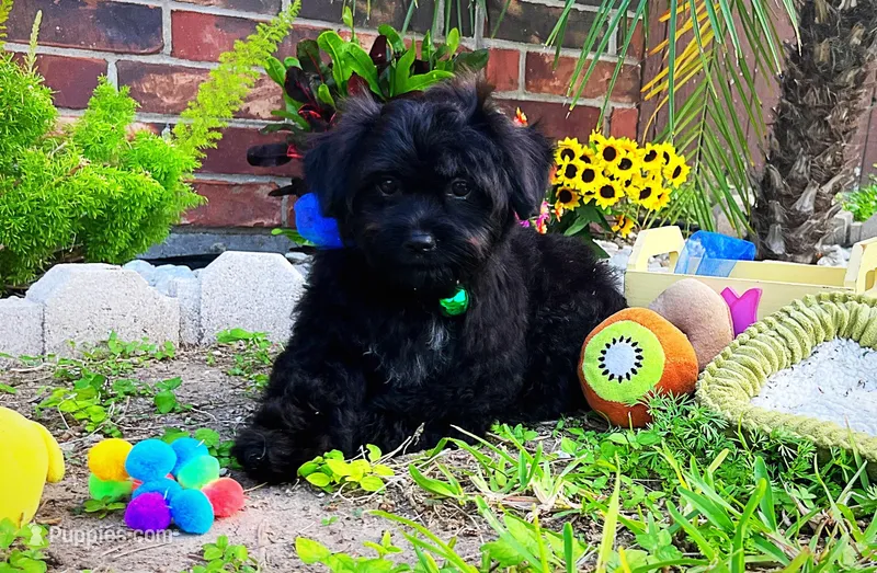 Baby Yoda  – Maltipoo puppy for sale in Houston, TX