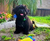 Baby Yoda , a male Maltipoo for sale in Houston, TX – Photo 2 of 5