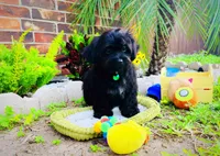 Baby Yoda , a male Maltipoo for sale in Houston, TX – Photo 5 of 5