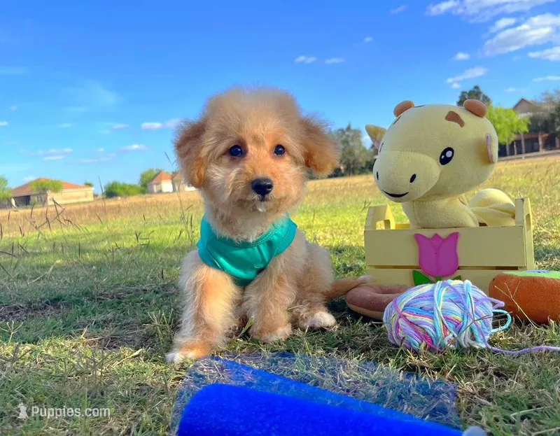 Biscuit – Maltipoo puppy for sale in Houston, TX
