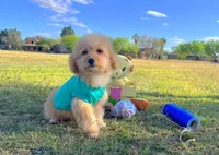 Biscuit, a male Maltipoo for sale in Houston, TX – Photo 3 of 4