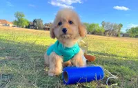 Biscuit, a male Maltipoo for sale in Houston, TX – Photo 4 of 4