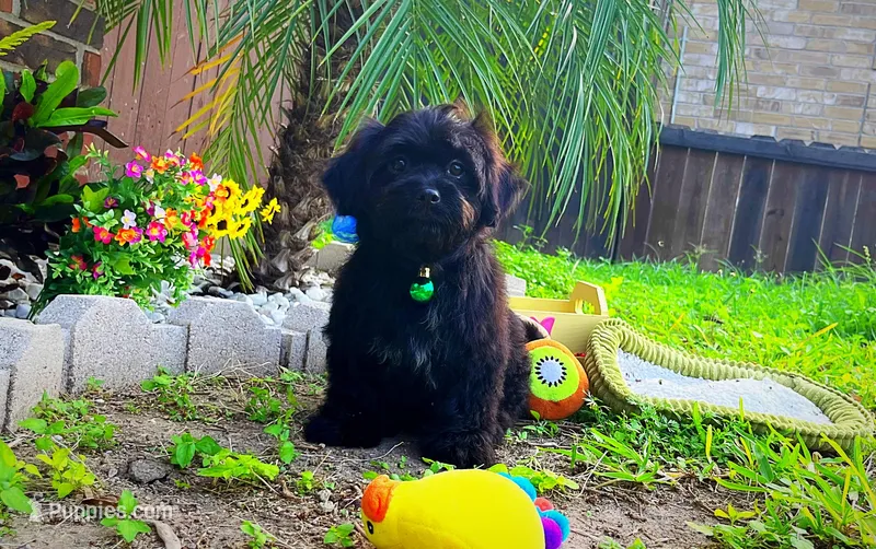 Baby Yoda  – Maltipoo puppy for sale in Houston, TX