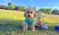 Biscuit, a male Maltipoo for sale in Houston, TX – Photo 2 of 4