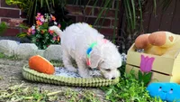 Bubbles 🫧 , a male Maltipoo for sale in Houston, TX – 5 of 6