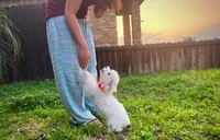 Snow White, a female Maltipoo for sale in Houston, TX – 5 of 5