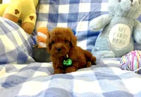 Teddy , a male Poodle - Toy  for sale in Houston, TX – 4 of 4