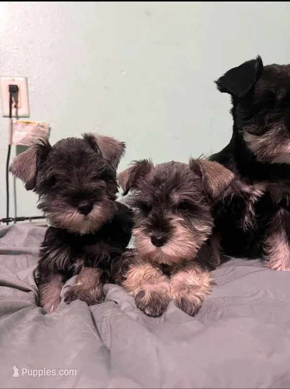 Dallas and Fort Worth, a male Miniature Schnauzer for sale in Houston, TX – Photo 1 of 3