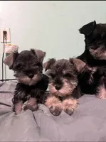 Dallas and Fort Worth, a male Miniature Schnauzer for sale in Houston, TX – Photo 1 of 3