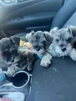 Dallas and Fort Worth, a male Miniature Schnauzer for sale in Houston, TX – Photo 3 of 3