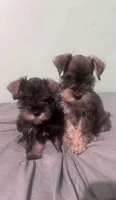 Dallas and Fort Worth, a male Miniature Schnauzer for sale in Houston, TX – Photo 2 of 3