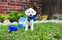 Bubbles , a male Maltipoo for sale in Houston, TX – 3 of 5