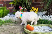 Bubbles 🫧 , a male Maltipoo for sale in Houston, TX – 4 of 6