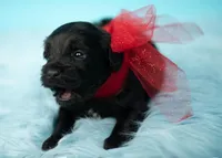 Simba, a male Maltipoo for sale in Houston, TX – Photo 4 of 4