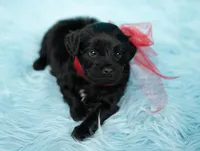 Simba, a male Maltipoo for sale in Houston, TX – Photo 2 of 4