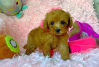 Ruby, a female Poodle - Toy  for sale in Houston, TX – 2 of 4
