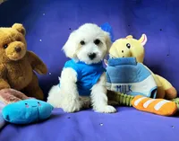 Bubbles 🫧 , a male Maltipoo for sale in Houston, TX – 6 of 6
