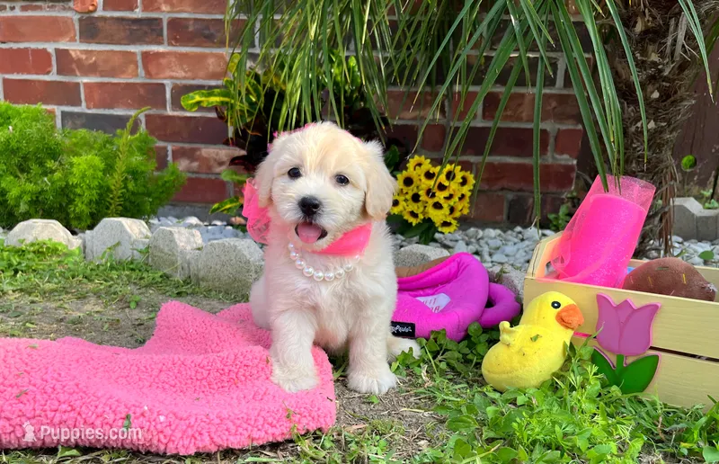 Coco Chanel – Maltipoo puppy for sale in Houston, TX