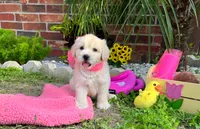 Coco Chanel, a female Maltipoo for sale in Houston, TX – 2 of 5