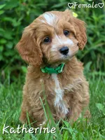 Katherine, a female Cockapoo for sale in Clear Lake, WI – 2 of 3