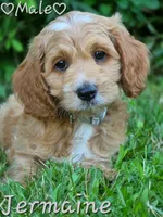 Jermaine, a male Cockapoo for sale in Clear Lake, WI – 3 of 3