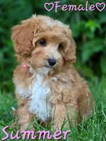 Summer, a female Cavapoo for sale in Clear Lake, WI – 5 of 6