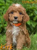 Kirk, a male Cockapoo for sale in Clear Lake, WI – 4 of 5